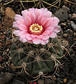 Нажмите на изображение для увеличения.

Название:	Gymnocalycium_.shuetzianum_FR430.jpg
Просмотров:	335
Размер:	245.7 Кб
ID:	329291