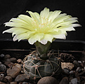 Нажмите на изображение для увеличения.

Название:	Gymnocalycium_andreae_VG274.jpg
Просмотров:	332
Размер:	184.1 Кб
ID:	329292