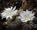 Нажмите на изображение для увеличения.

Название:	Gymnocalycium_bruchii_v.implexum_VG1161.jpg
Просмотров:	304
Размер:	248.2 Кб
ID:	329293