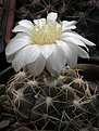 Нажмите на изображение для увеличения.

Название:	Gymnocalycium_ourselianum_G321.jpg
Просмотров:	310
Размер:	215.6 Кб
ID:	329294