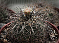 Нажмите на изображение для увеличения.

Название:	Gymnocalycium_spegazzinii_VG747.jpg
Просмотров:	324
Размер:	199.8 Кб
ID:	329295