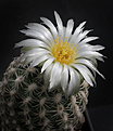 Нажмите на изображение для увеличения.

Название:	Pediocactus_bradyi_SB470.jpg
Просмотров:	313
Размер:	175.2 Кб
ID:	329303