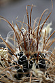 Нажмите на изображение для увеличения.

Название:	Pediocactus_papyracanthus.jpg
Просмотров:	321
Размер:	243.9 Кб
ID:	329304