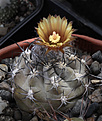 Нажмите на изображение для увеличения.

Название:	Pyrrhocactus_vertongenii_HV335.jpg
Просмотров:	331
Размер:	227.3 Кб
ID:	329305