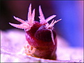 Нажмите на изображение для увеличения.

Название:	Roseocactus kotschoubeyanus var.albiflorus-.jpg
Просмотров:	254
Размер:	145.5 Кб
ID:	329314