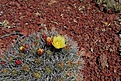 Нажмите на изображение для увеличения.

Название:	mexico_16_Echinocereusmaritimus.jpg
Просмотров:	172
Размер:	118.5 Кб
ID:	329332