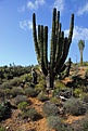 Нажмите на изображение для увеличения.

Название:	mexico_21.jpg
Просмотров:	170
Размер:	100.4 Кб
ID:	329337