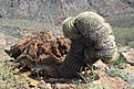 Нажмите на изображение для увеличения.

Название:	mexico_09.jpg
Просмотров:	142
Размер:	130.4 Кб
ID:	329377