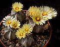 Нажмите на изображение для увеличения.

Название:	Astrophytum_coahuilense.jpg
Просмотров:	297
Размер:	228.4 Кб
ID:	329383