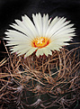 Нажмите на изображение для увеличения.

Название:	Astrophytum_senile_v.aureum.jpg
Просмотров:	305
Размер:	228.7 Кб
ID:	329384