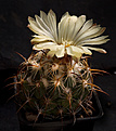 Нажмите на изображение для увеличения.

Название:	Coryphantha_calipensis.jpg
Просмотров:	311
Размер:	254.6 Кб
ID:	329385
