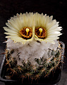 Нажмите на изображение для увеличения.

Название:	Coryphantha_cornifera.jpg
Просмотров:	360
Размер:	265.6 Кб
ID:	329386