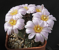 Нажмите на изображение для увеличения.

Название:	Echinocereus_knippelianus_v.kruegeri.jpg
Просмотров:	347
Размер:	186.3 Кб
ID:	329387
