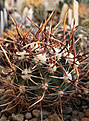 Нажмите на изображение для увеличения.

Название:	Echinocereus_lindsayi.jpg
Просмотров:	396
Размер:	215.6 Кб
ID:	329388