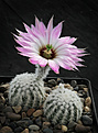 Нажмите на изображение для увеличения.

Название:	Echinocereus_reinchenbachii.jpg
Просмотров:	332
Размер:	183.9 Кб
ID:	329389