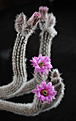 Нажмите на изображение для увеличения.

Название:	Echinocereus_schmollii.jpg
Просмотров:	323
Размер:	205.3 Кб
ID:	329390