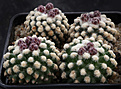 Нажмите на изображение для увеличения.

Название:	Pediocactus_knowltonii_SB304.jpg
Просмотров:	287
Размер:	206.9 Кб
ID:	329398