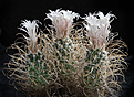 Нажмите на изображение для увеличения.

Название:	Pediocactus_papyracanthus.jpg
Просмотров:	298
Размер:	203.5 Кб
ID:	329399