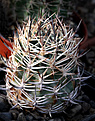 Нажмите на изображение для увеличения.

Название:	Pyrrhocactus_umadeave_VG630.jpg
Просмотров:	287
Размер:	204.4 Кб
ID:	329400