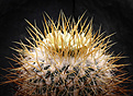 Нажмите на изображение для увеличения.

Название:	Stenocactus_albatus.jpg
Просмотров:	275
Размер:	255.0 Кб
ID:	329401