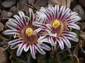 Нажмите на изображение для увеличения.

Название:	Stenocactus_coptonogonus.jpg
Просмотров:	262
Размер:	211.3 Кб
ID:	329402