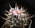 Нажмите на изображение для увеличения.

Название:	Stenocactus_grandicornis.jpg
Просмотров:	242
Размер:	215.9 Кб
ID:	329403