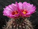 Нажмите на изображение для увеличения.

Название:	Thelocactus_bicolor_v.flavidispinus.jpg
Просмотров:	240
Размер:	164.3 Кб
ID:	329404