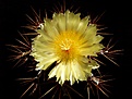 Нажмите на изображение для увеличения.

Название:	Astrophytum_ornatum.jpg
Просмотров:	304
Размер:	167.3 Кб
ID:	329406