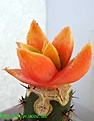 Нажмите на изображение для увеличения.

Название:	ARIOCARPUSretususv.rostratusPiltzP5098variegata.jpg
Просмотров:	218
Размер:	19.6 Кб
ID:	329422