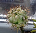 Нажмите на изображение для увеличения.

Название:	Ferfordiivariegata2.jpg
Просмотров:	225
Размер:	75.3 Кб
ID:	329426