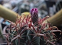 Нажмите на изображение для увеличения.

Название:	Ferocactus_latispinus.jpg
Просмотров:	144
Размер:	185.7 Кб
ID:	329429