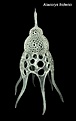 Нажмите на изображение для увеличения.

Название:	Radiolaria.jpg
Просмотров:	229
Размер:	66.2 Кб
ID:	329486