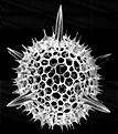 Нажмите на изображение для увеличения.

Название:	Radiolaria.jpg
Просмотров:	252
Размер:	56.4 Кб
ID:	329487