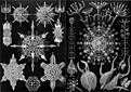 Нажмите на изображение для увеличения.

Название:	Radiolaria------.jpg
Просмотров:	259
Размер:	232.4 Кб
ID:	329489