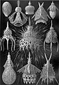 Нажмите на изображение для увеличения.

Название:	Radiolaria---.jpg
Просмотров:	259
Размер:	283.9 Кб
ID:	329491