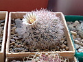 Нажмите на изображение для увеличения.

Название:	Mammillaria_roseocentra_HK1051.jpg
Просмотров:	223
Размер:	201.6 Кб
ID:	329496