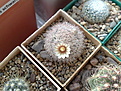 Нажмите на изображение для увеличения.

Название:	Mammillaria_roseocentra_HK1051_2.jpg
Просмотров:	240
Размер:	223.2 Кб
ID:	329497