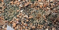 Нажмите на изображение для увеличения.

Название:	Gymnocalycium_intertextum_form_P81.jpg
Просмотров:	150
Размер:	215.1 Кб
ID:	329503