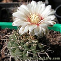 Нажмите на изображение для увеличения.

Название:	Gymnocalycium_stellatum_01.jpg
Просмотров:	250
Размер:	29.8 Кб
ID:	329558