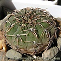 Нажмите на изображение для увеличения.

Название:	Gymnocalycium_stellatum_03.jpg
Просмотров:	240
Размер:	39.9 Кб
ID:	329559