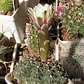 Нажмите на изображение для увеличения.

Название:	Gymnocalycium_stellatum_05.jpg
Просмотров:	268
Размер:	85.3 Кб
ID:	329560