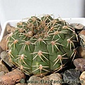Нажмите на изображение для увеличения.

Название:	Gymnocalycium_stellatum_albispinum.jpg
Просмотров:	267
Размер:	37.0 Кб
ID:	329561