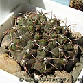 Нажмите на изображение для увеличения.

Название:	Gymnocalycium_stellatum_nigrispinum.jpg
Просмотров:	242
Размер:	40.2 Кб
ID:	329562