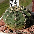 Нажмите на изображение для увеличения.

Название:	Gymnocalycium_stellatum_flavispinum_01.jpg
Просмотров:	262
Размер:	36.4 Кб
ID:	329563
