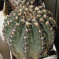 Нажмите на изображение для увеличения.

Название:	Gymnocalycium_stellatum_flavispinum_02.jpg
Просмотров:	238
Размер:	87.7 Кб
ID:	329564