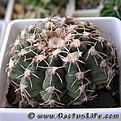 Нажмите на изображение для увеличения.

Название:	Gymnocalycium_stellatum_P202.jpg
Просмотров:	261
Размер:	40.1 Кб
ID:	329565