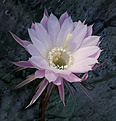 Нажмите на изображение для увеличения.

Название:	Echinopsis_spec.jpg
Просмотров:	179
Размер:	249.4 Кб
ID:	329570