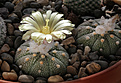 Нажмите на изображение для увеличения.

Название:	Astrophytum_asterias_Texas.jpg
Просмотров:	218
Размер:	204.0 Кб
ID:	329573
