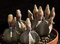 Нажмите на изображение для увеличения.

Название:	Astrophytum_coahuilense.jpg
Просмотров:	219
Размер:	222.1 Кб
ID:	329574