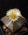 Нажмите на изображение для увеличения.

Название:	Astrophytum_myriostigma_quadricostatum.jpg
Просмотров:	232
Размер:	234.1 Кб
ID:	329576